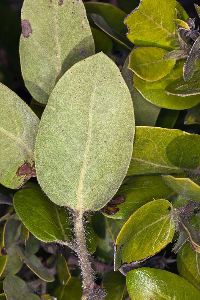 Arctostaphylos tomentosa — search result for 'Arctostaphylos'