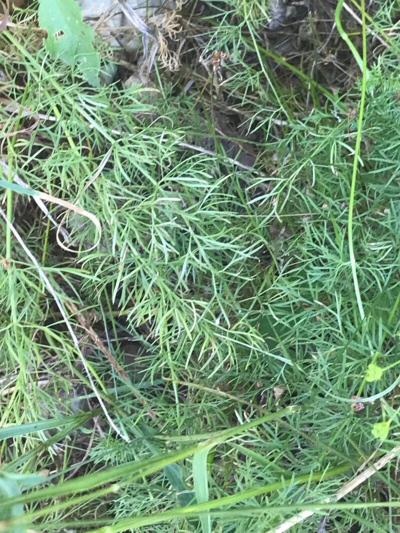 Seseli peucedanoides leaf