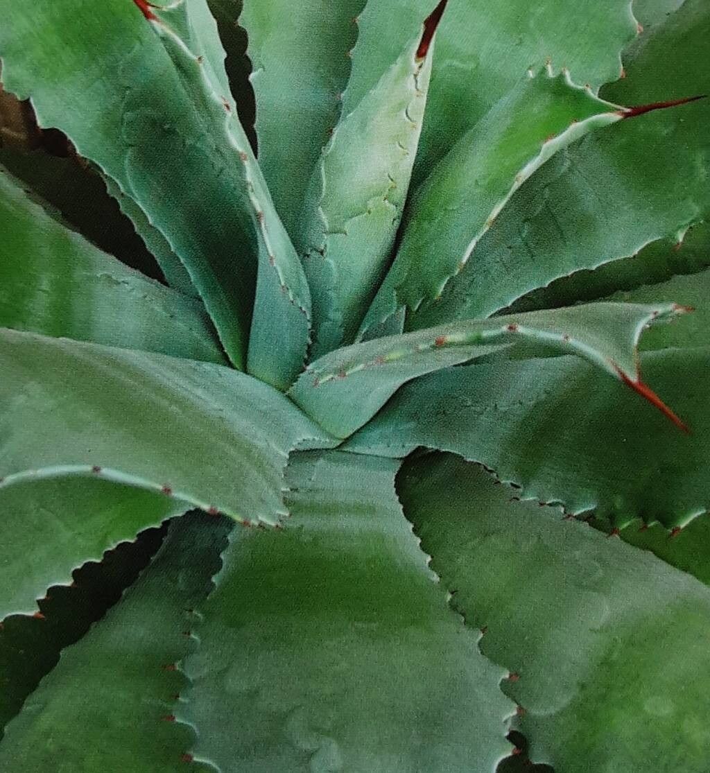 Agave hiemiflora — houseplant care guide
