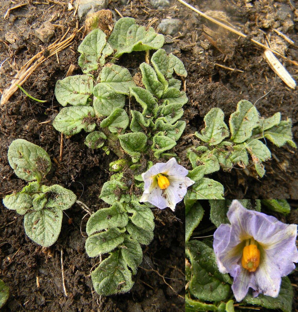 Solanum acaule habit