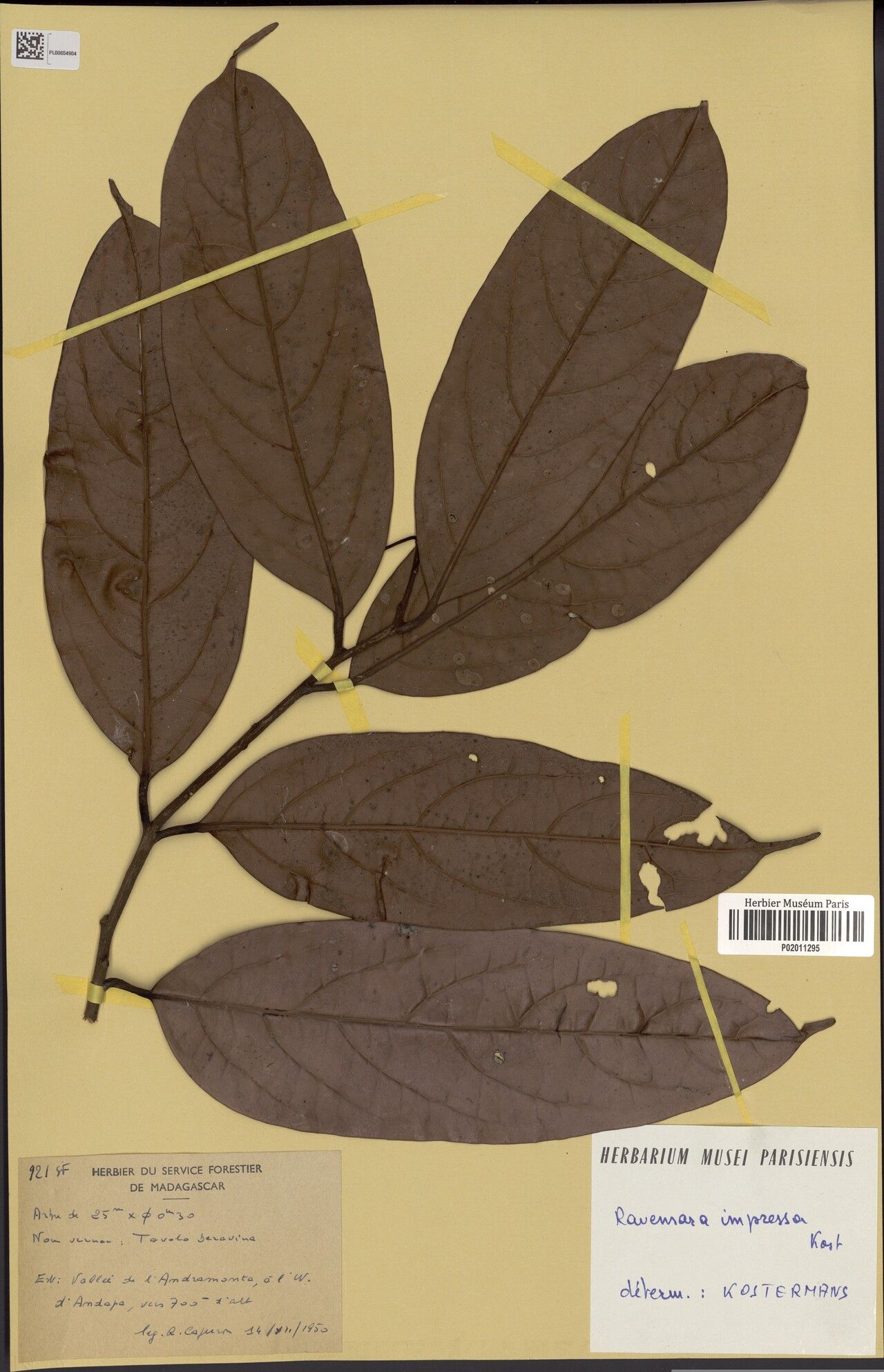 Cryptocarya canaliculata — houseplant care guide