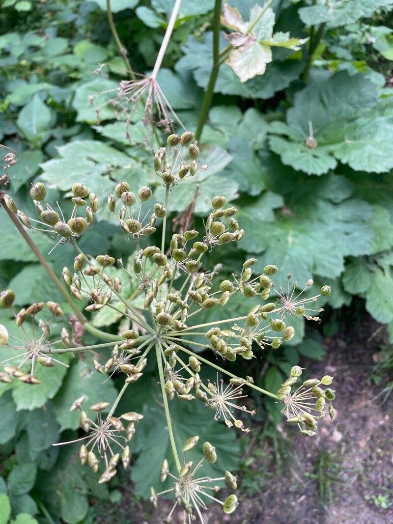 Heracleum ligusticifolium fruit