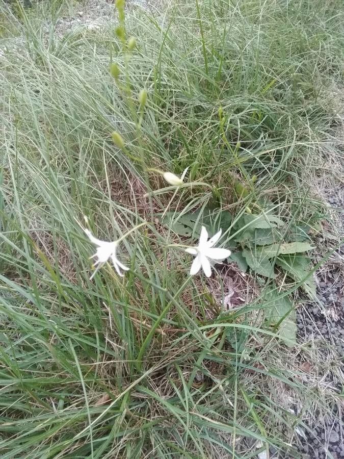 Anthericum ramosum flower
