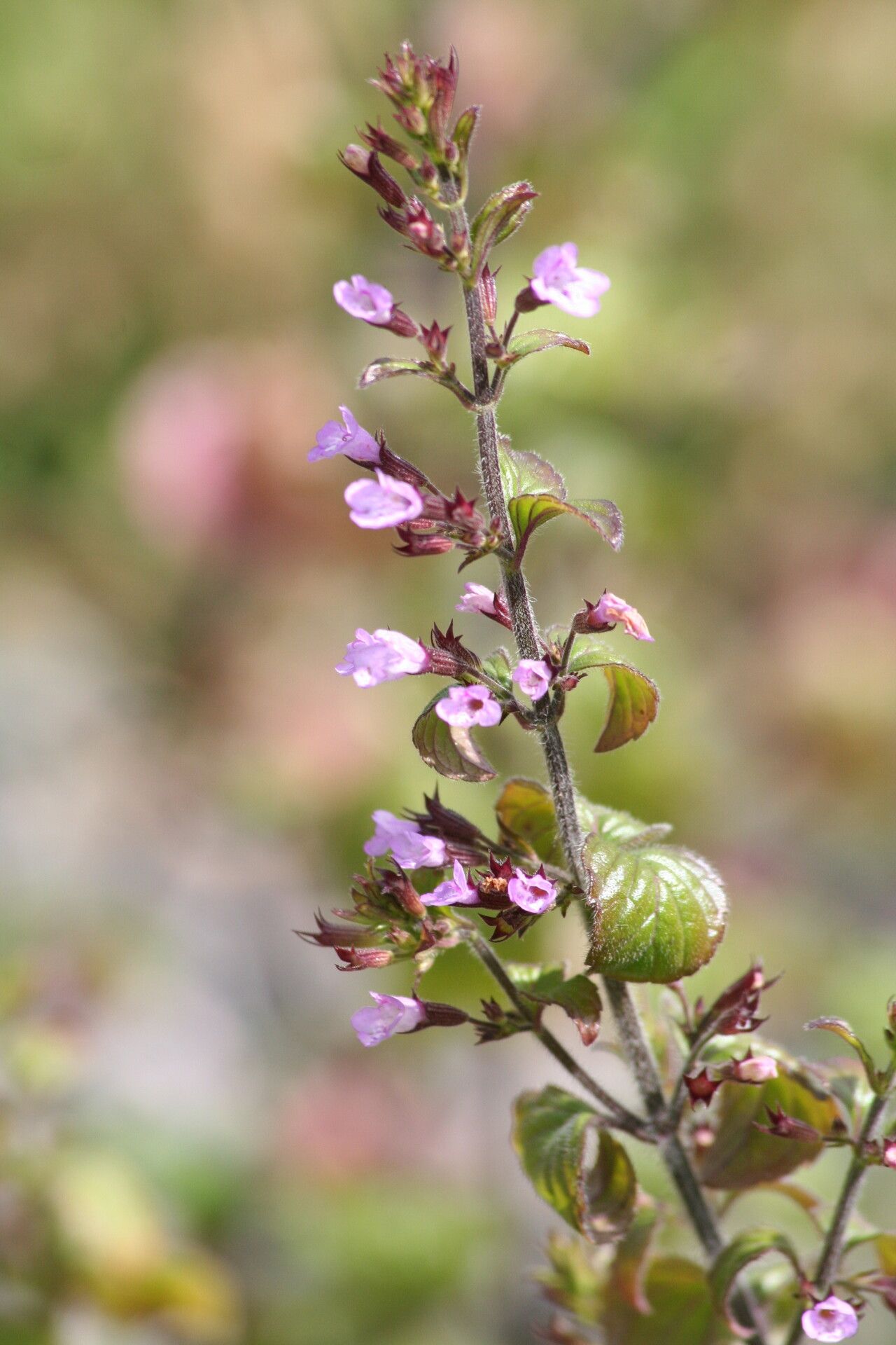 Clinopodium menthifolium flower