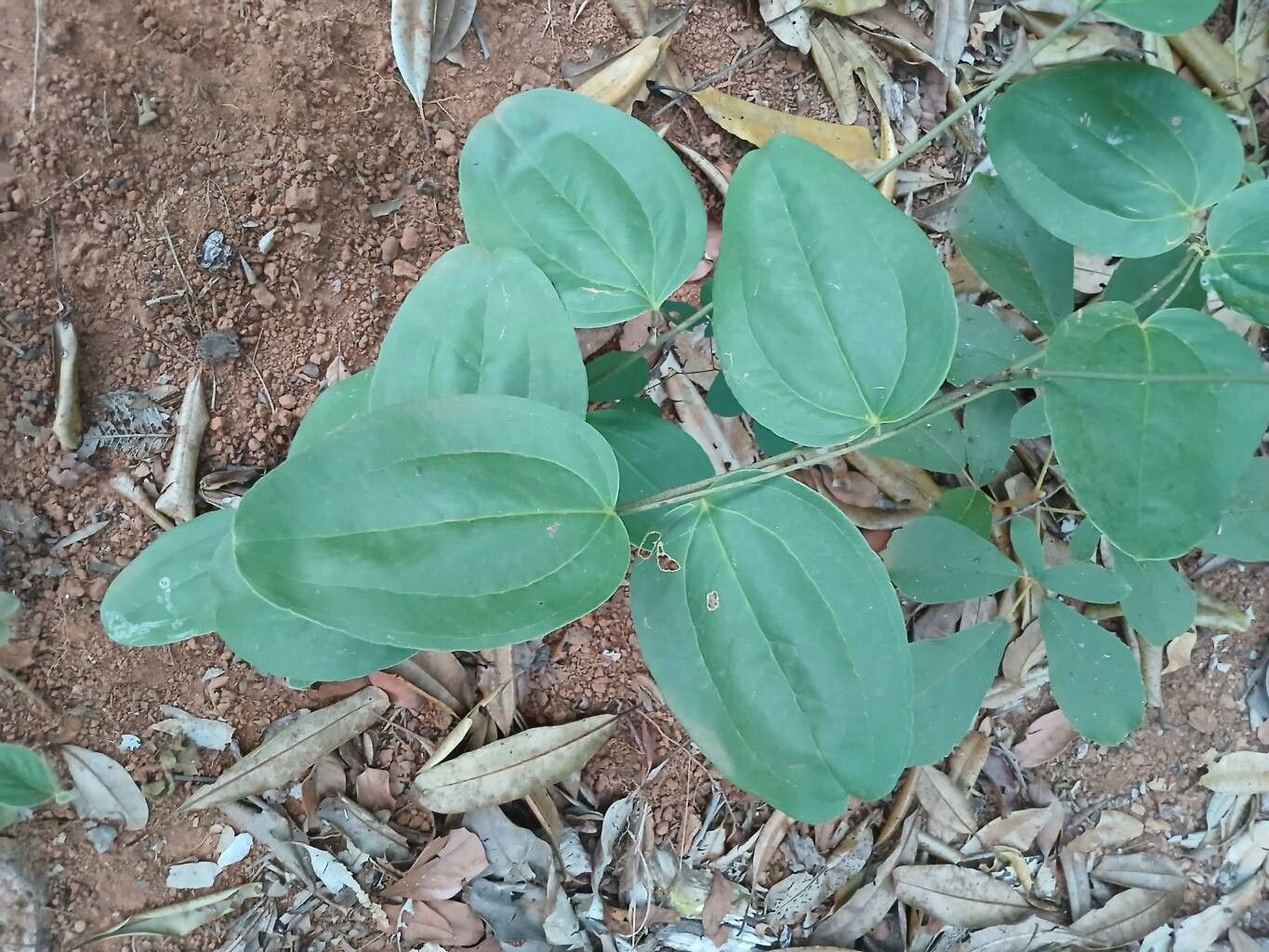 Smilax brasiliensis — search result for 'Smilax'
