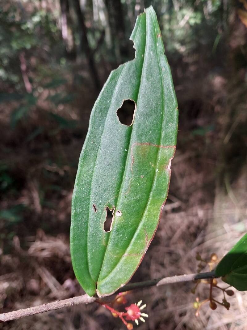 Medinilla angustifolia