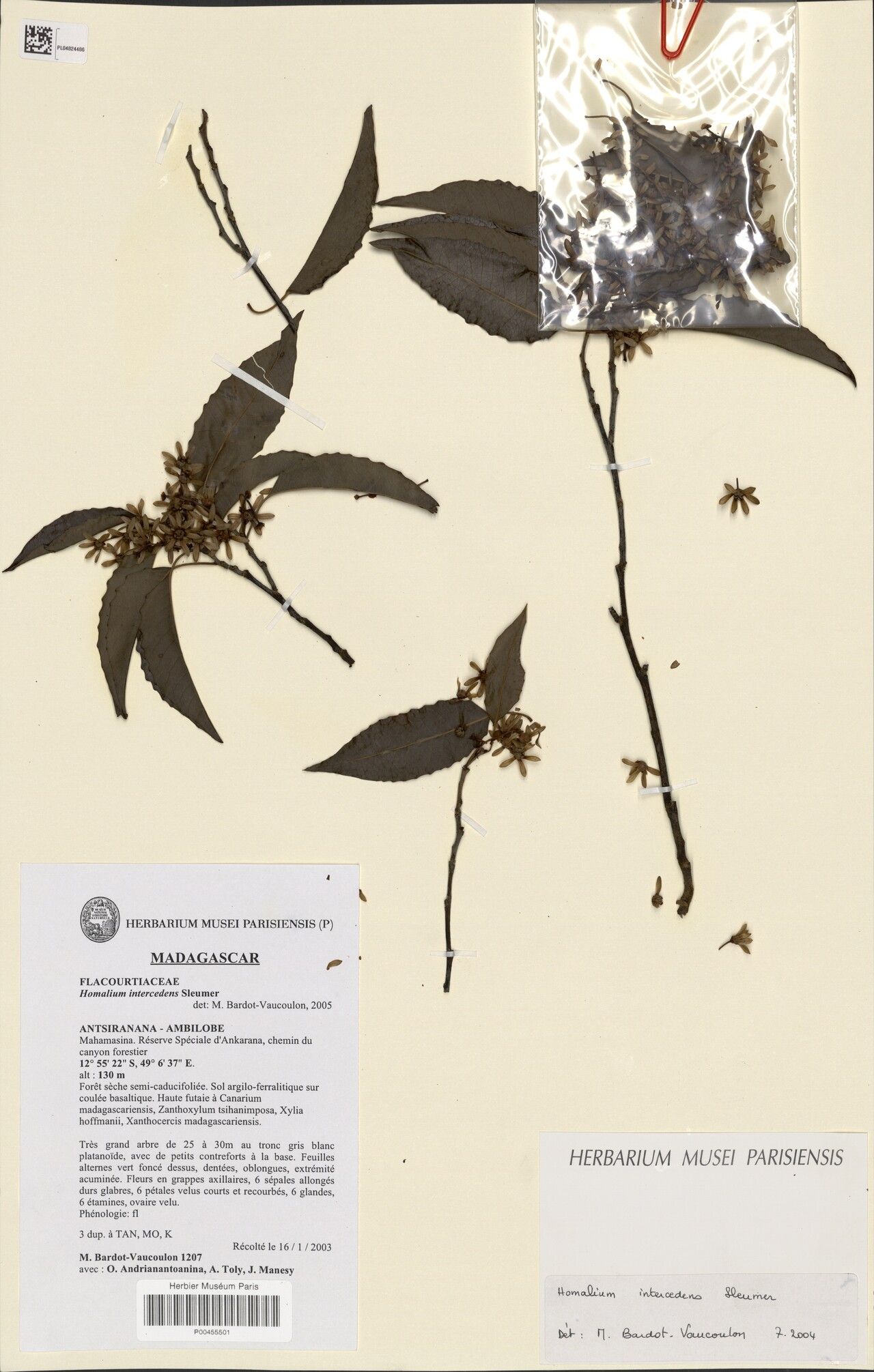 Homalium intercedens — houseplant care guide