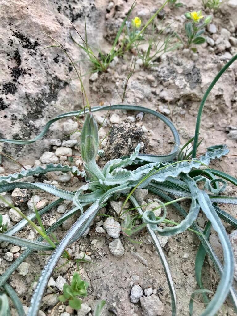 Scorzonera reverchonii — search result for 'Scorzonera'