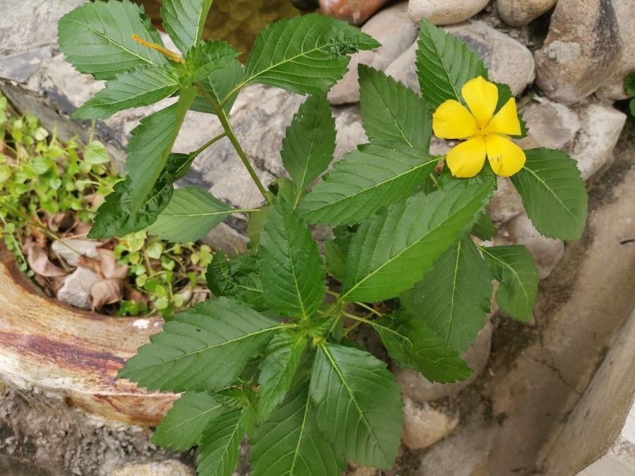Turnera angustifolia flower