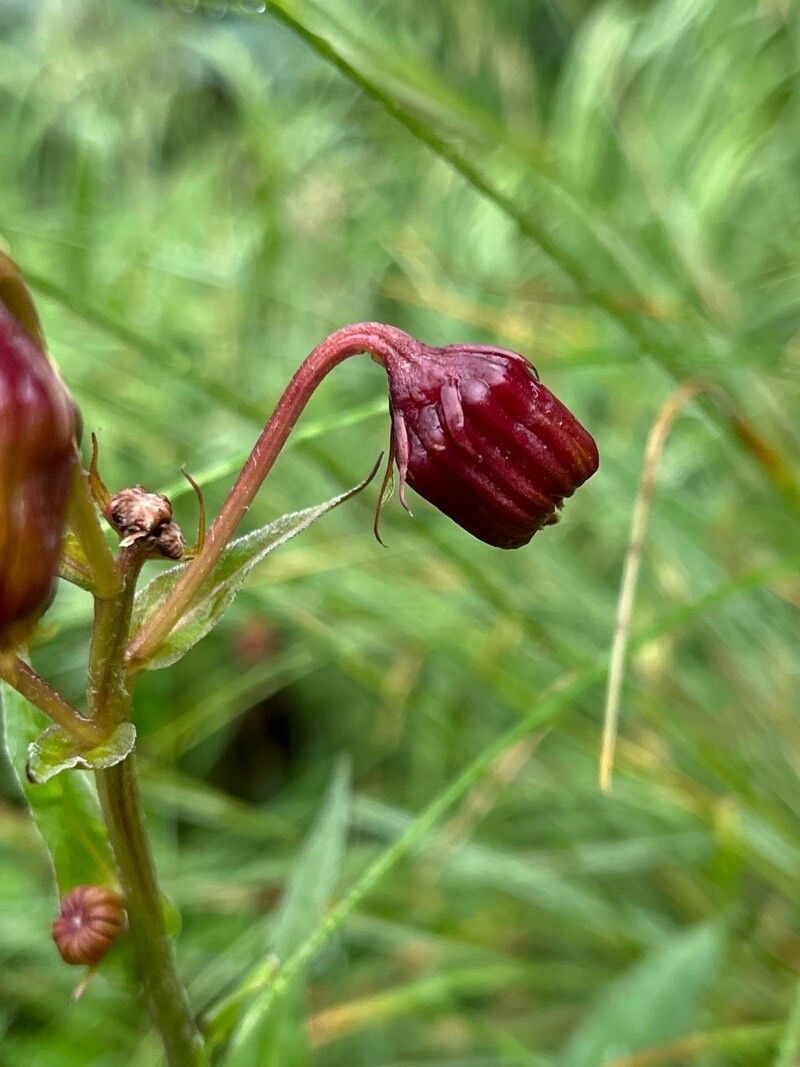 Senecio bigelovii flower