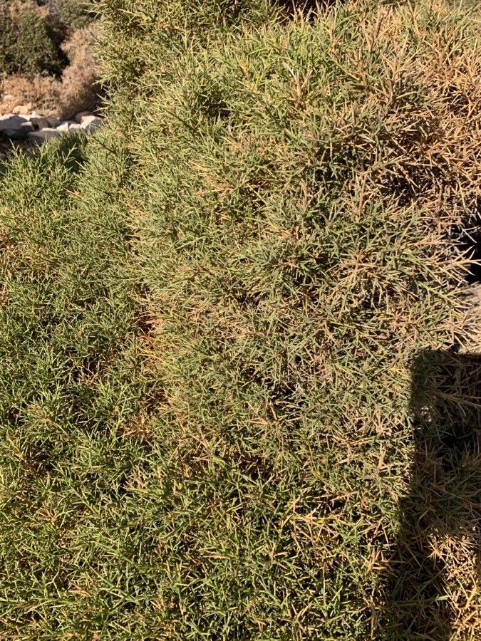 Genista horrida — search result for 'Genista'