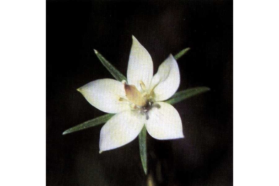 Lomatogonium rotatum — houseplant care guide