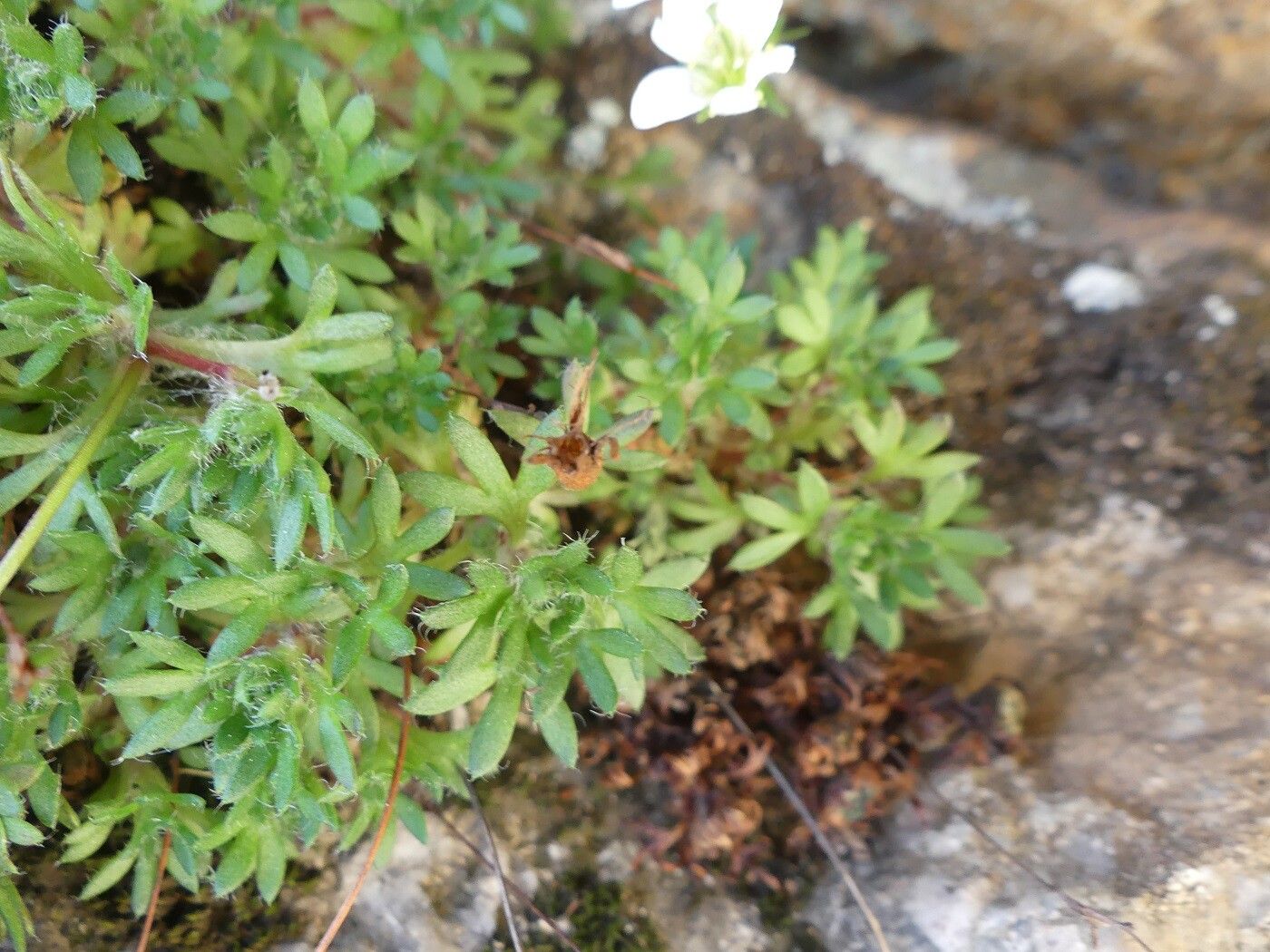 Saxifraga cervicornis — houseplant care guide