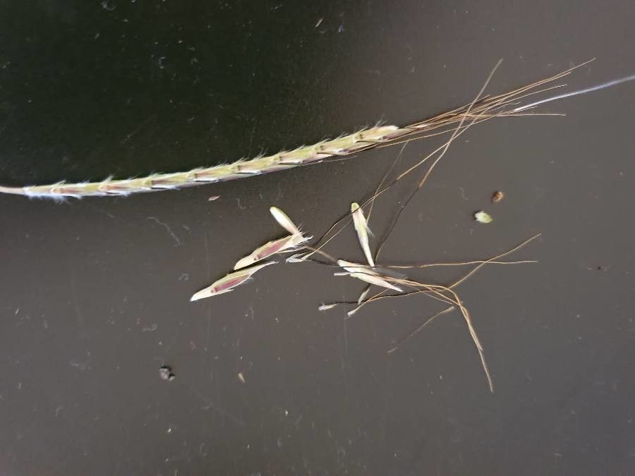 Sehima nervosum fruit