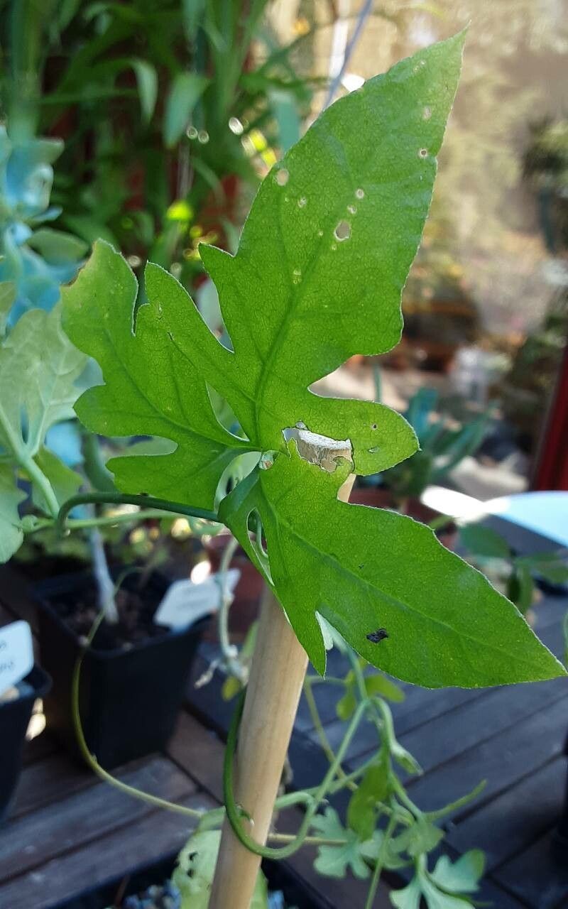 Kedrostis nana — search result for 'Kedrostis'