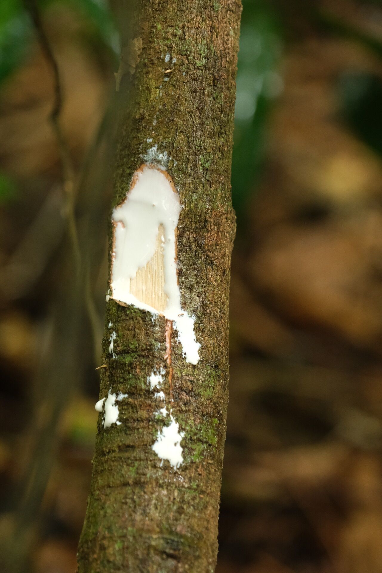 Landolphia robustior bark