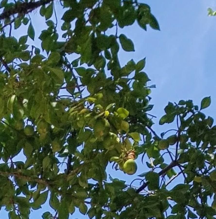 Pereskia quisqueyana fruit