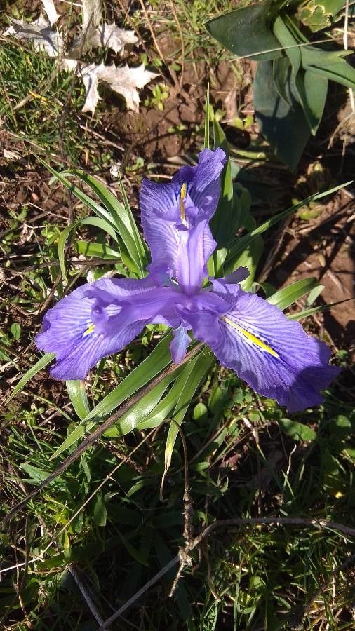 Iris latifolia flower