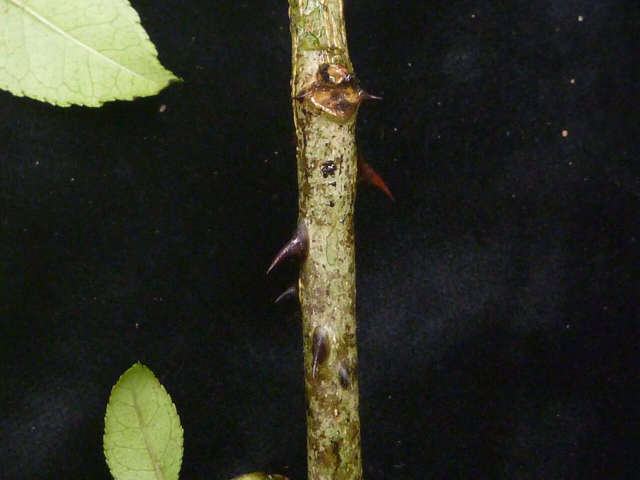 Zanthoxylum oxyphyllum bark