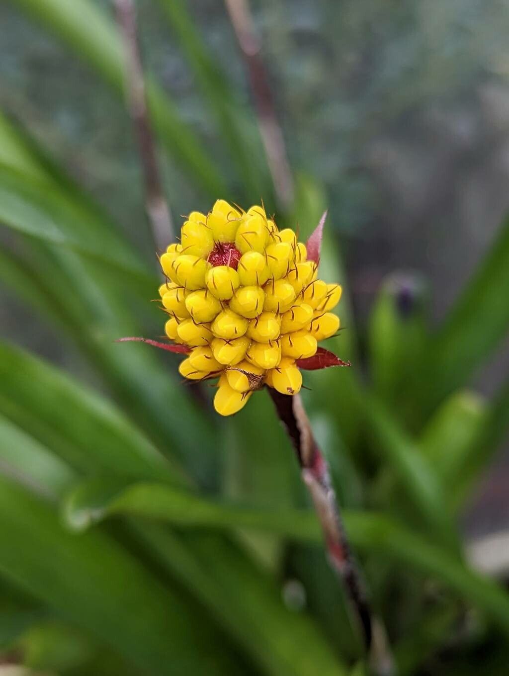 Aechmea calyculata flower