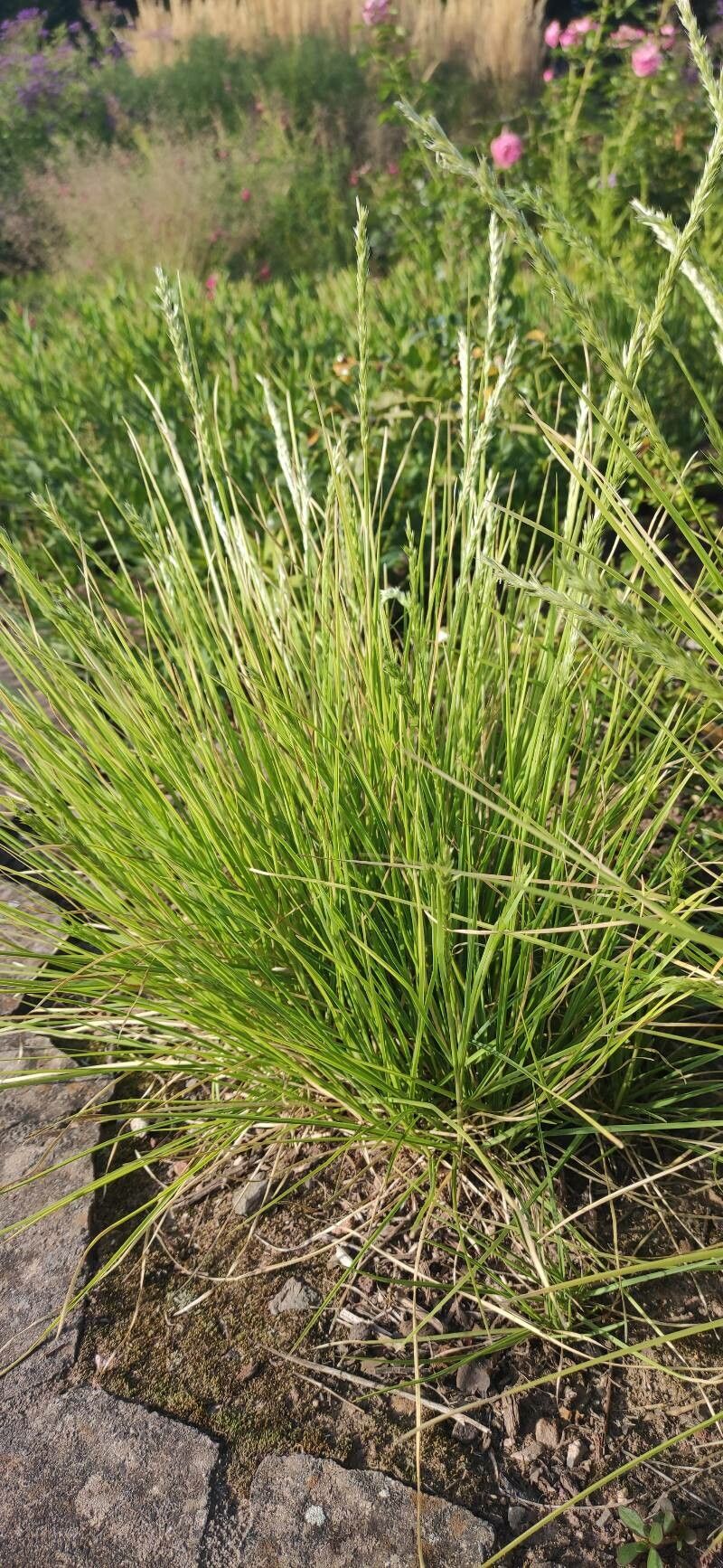 Sesleria autumnalis habit