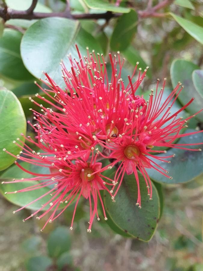 Metrosideros collina flower