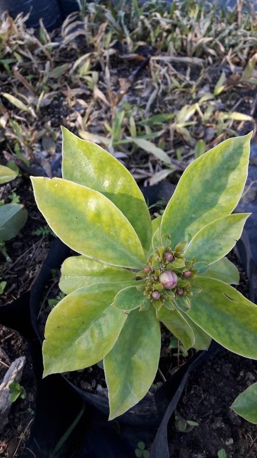 Pereskia grandifolia leaf
