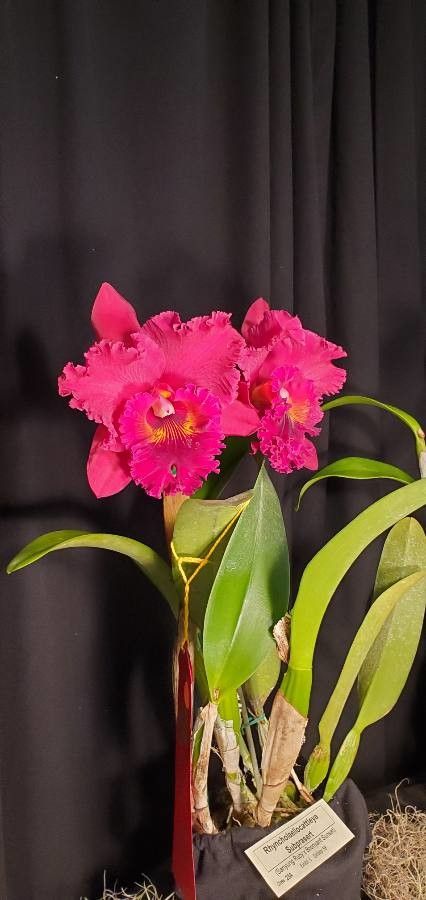 Cattleya lueddemanniana flower