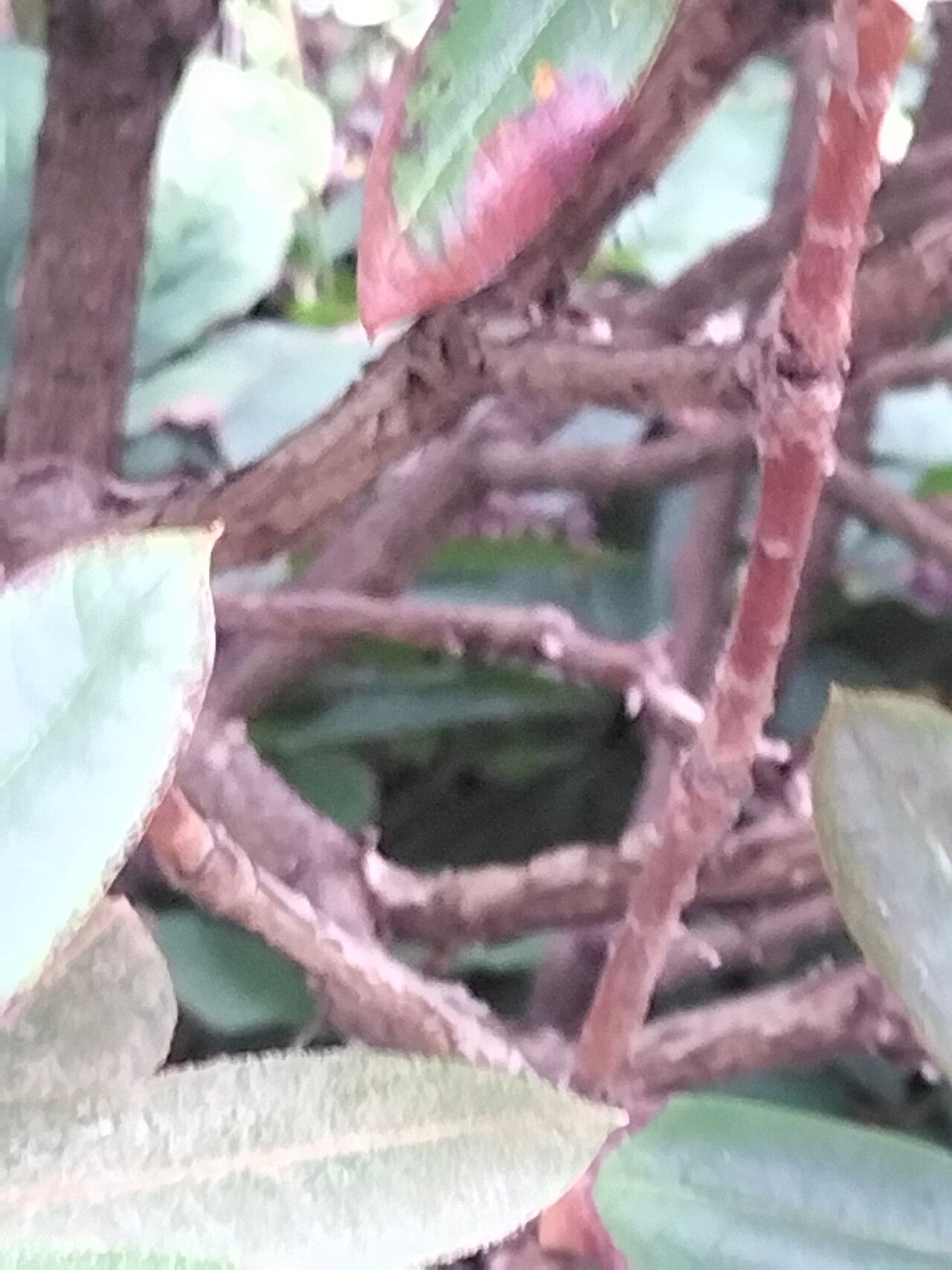 Rhododendron longesquamatum bark