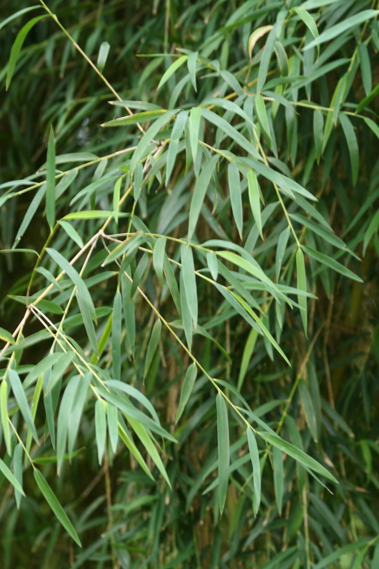 Chusquea culeou — search result for 'Bamboo'