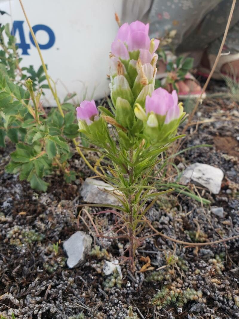 Orthocarpus tenuifolius flower