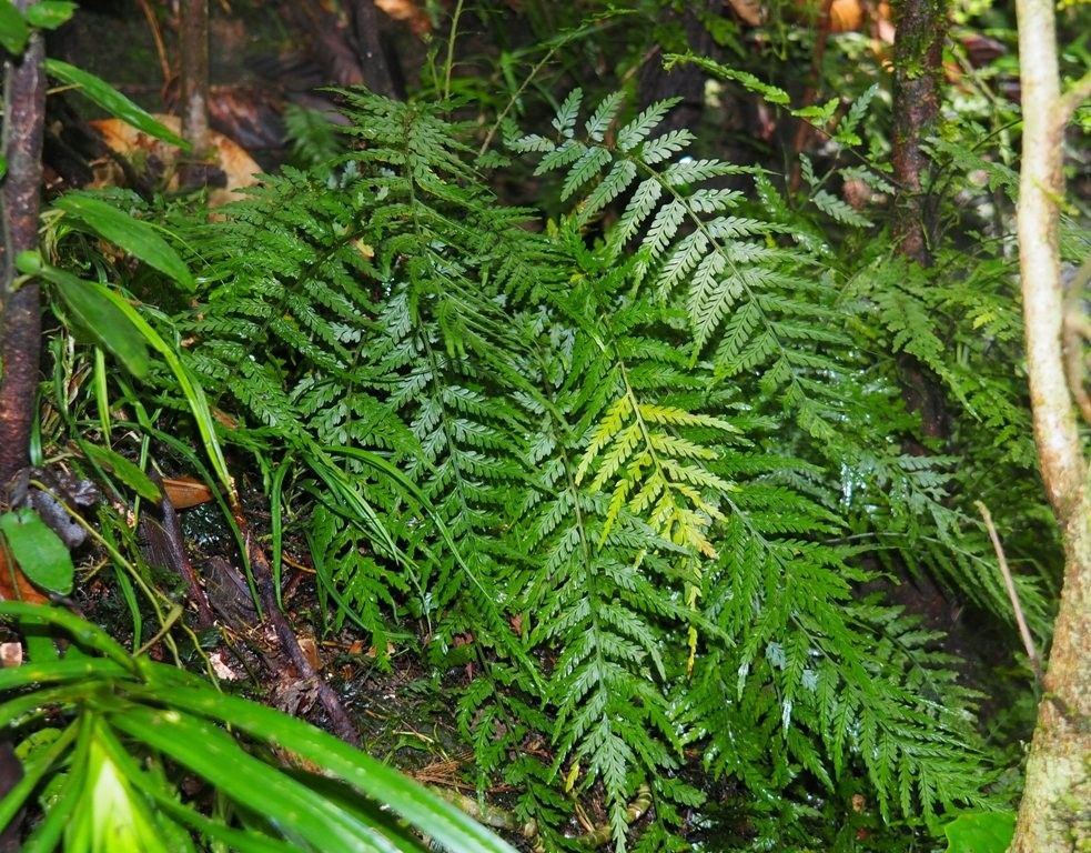 Asplenium polyphyleticum habit