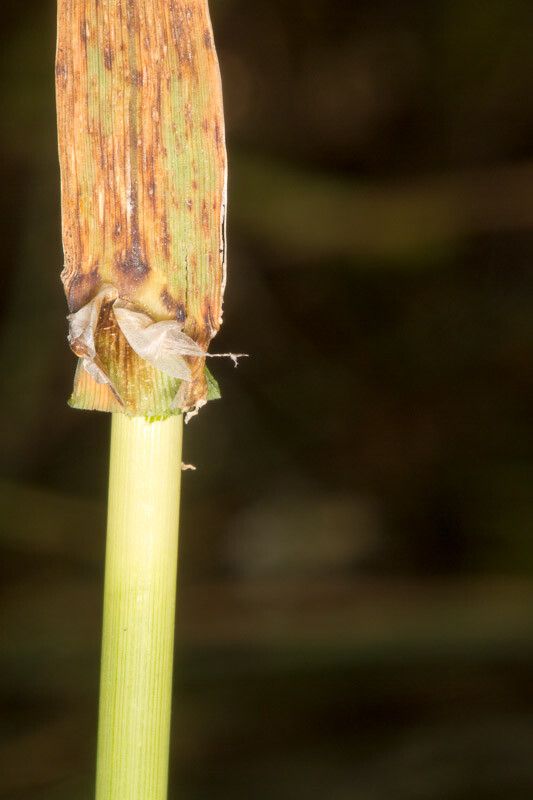 Phalaris coerulescens leaf