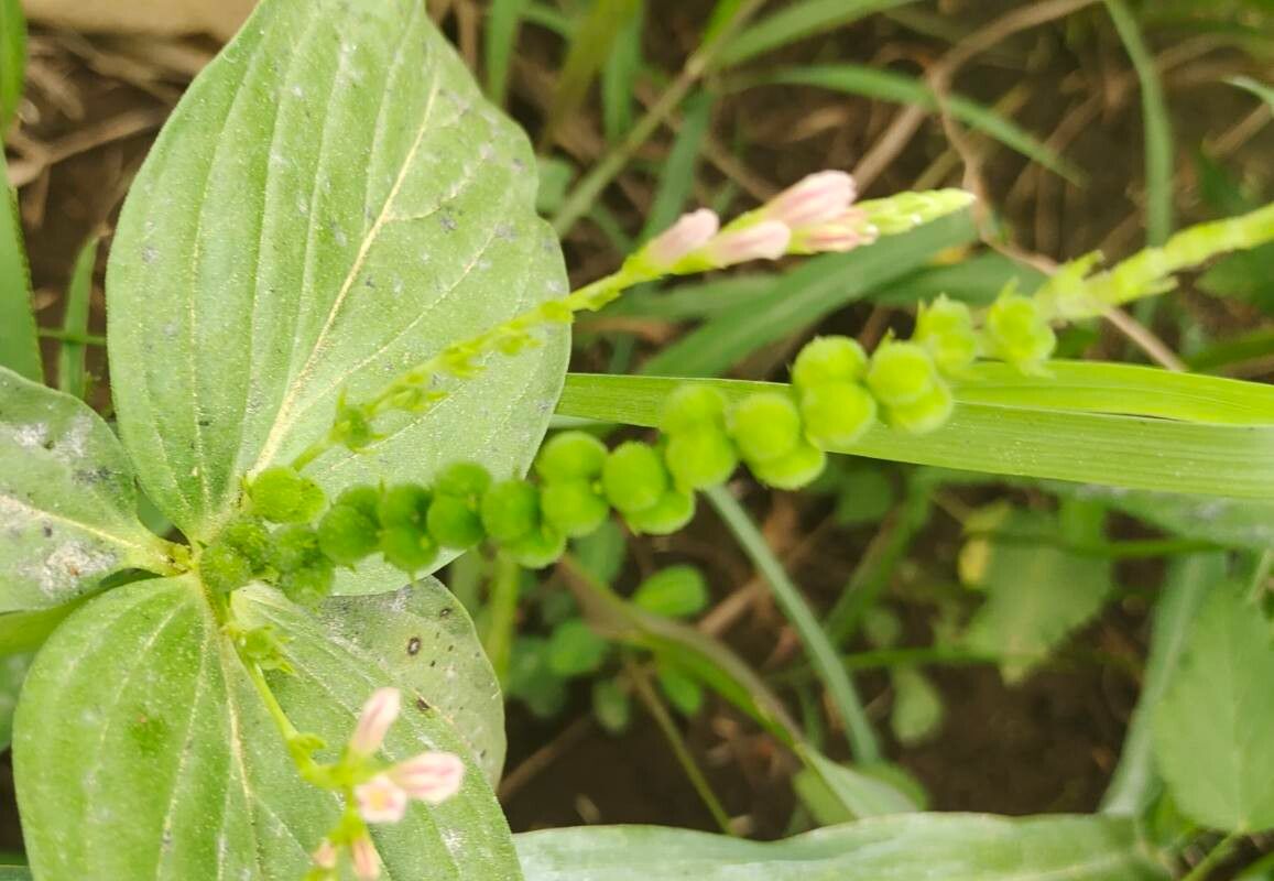Spigelia anthelmia fruit