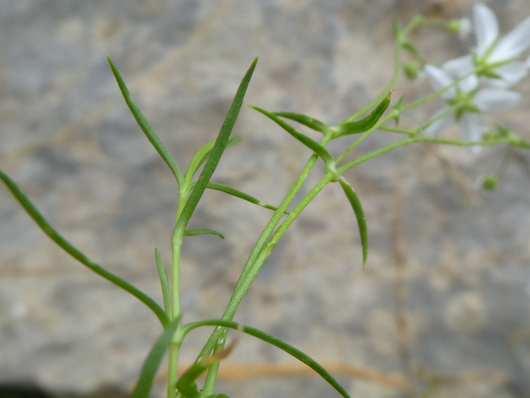 Sabulina villarii — houseplant care guide