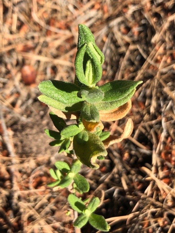 Cistus heterophyllus — search result for 'Cistus'