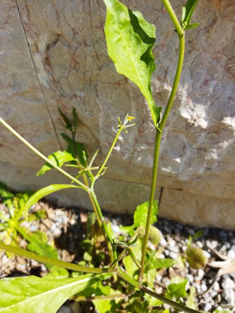Rhagadiolus stellatus fruit