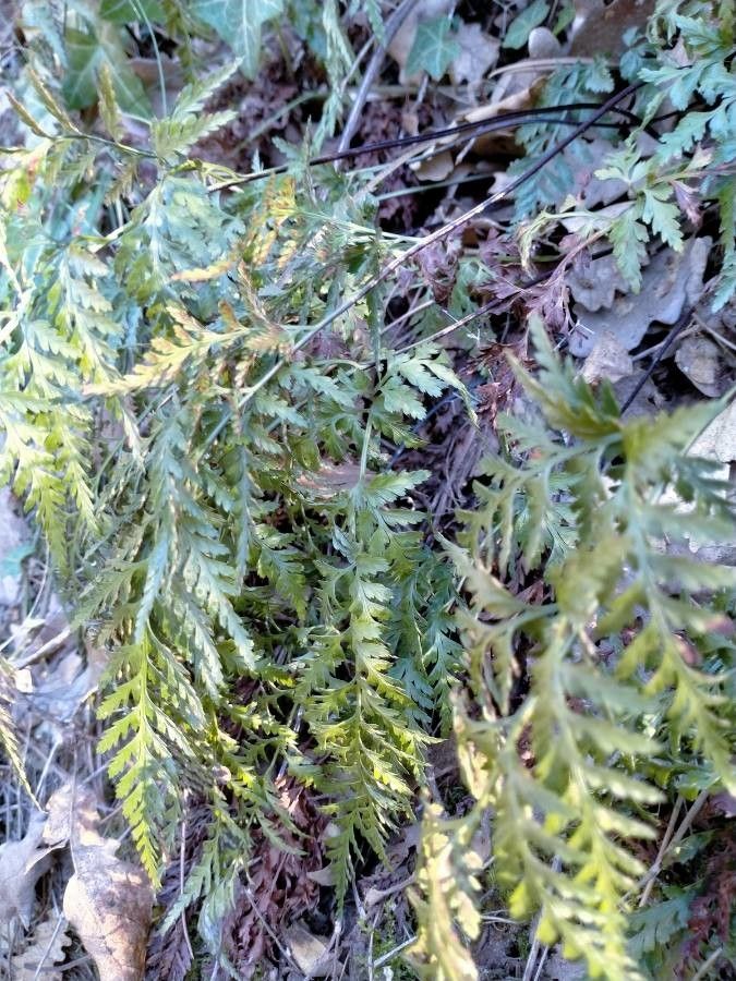 Asplenium onopteris leaf