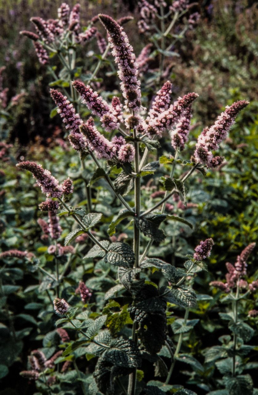 Mentha × villosa habit