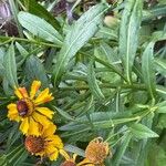 Helenium autumnale