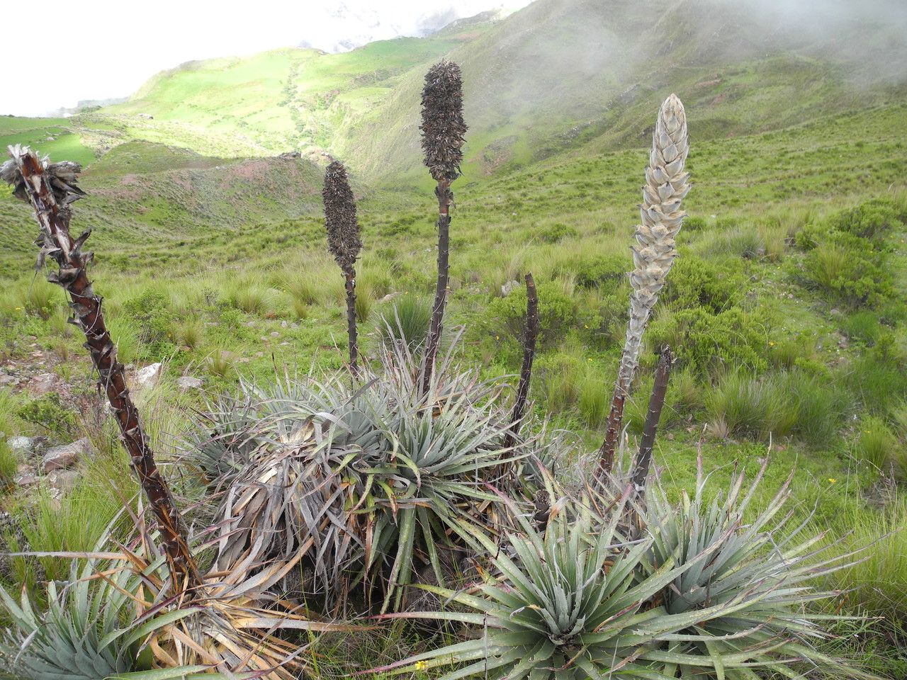 Puya herzogii habit