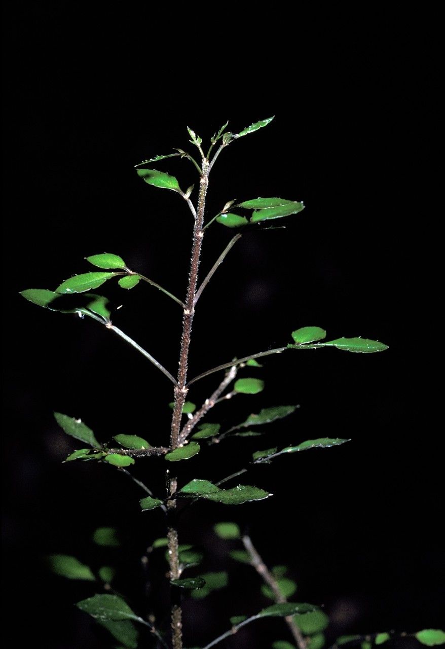 Melicope simplex — houseplant care guide