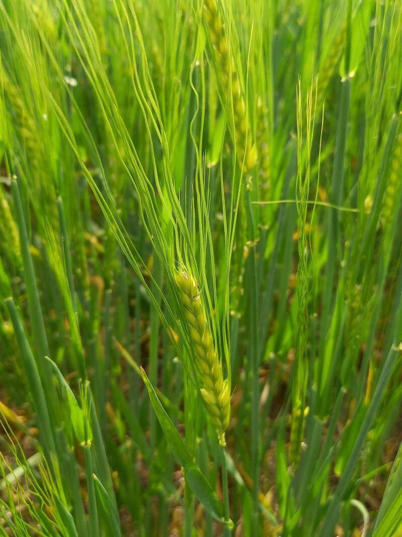 Hordeum vulgare flower