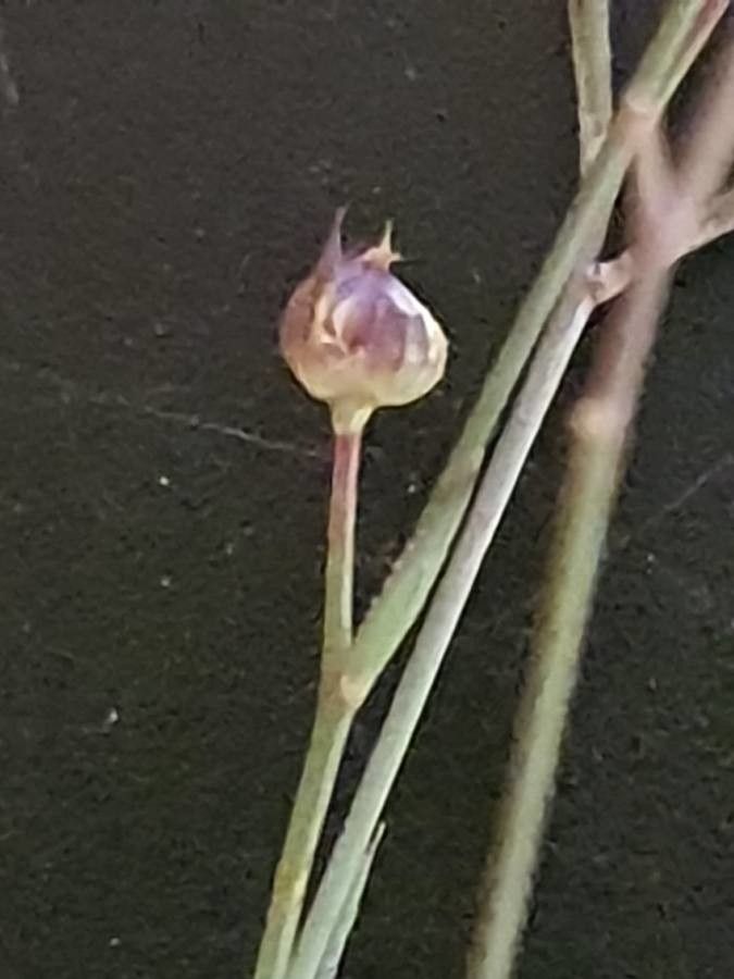 Linum volkensii fruit