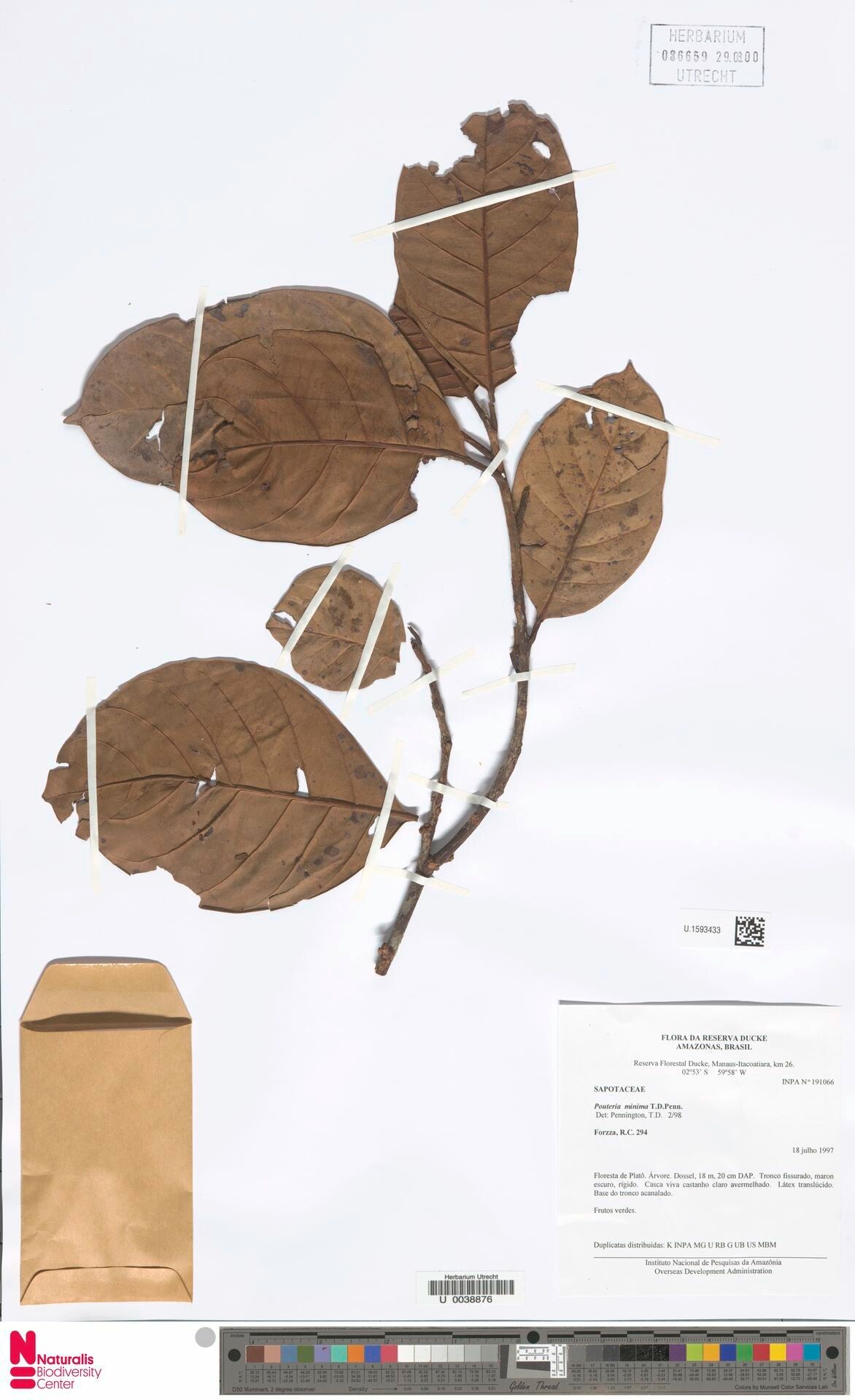 Pouteria minima — houseplant care guide