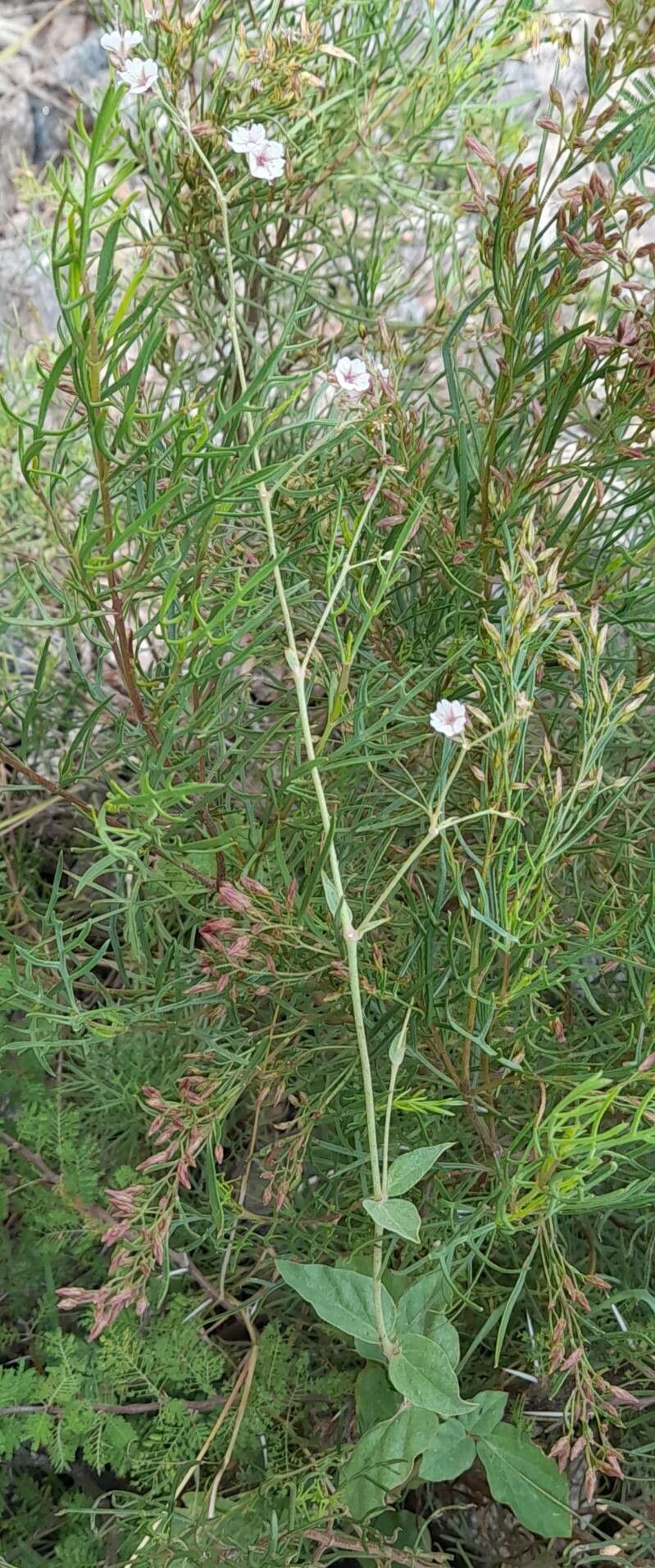 Boerhavia pulchella habit