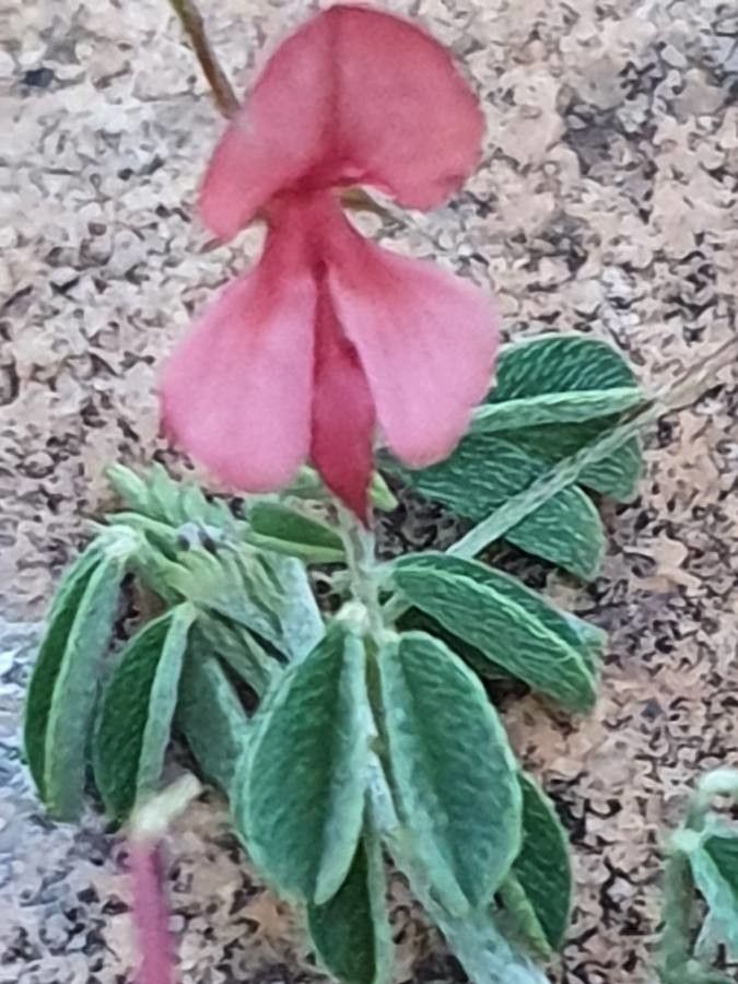 Indigofera vohemarensis flower