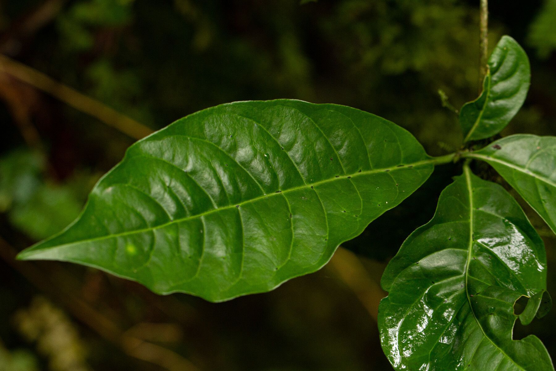 Pavetta bagshawei leaf