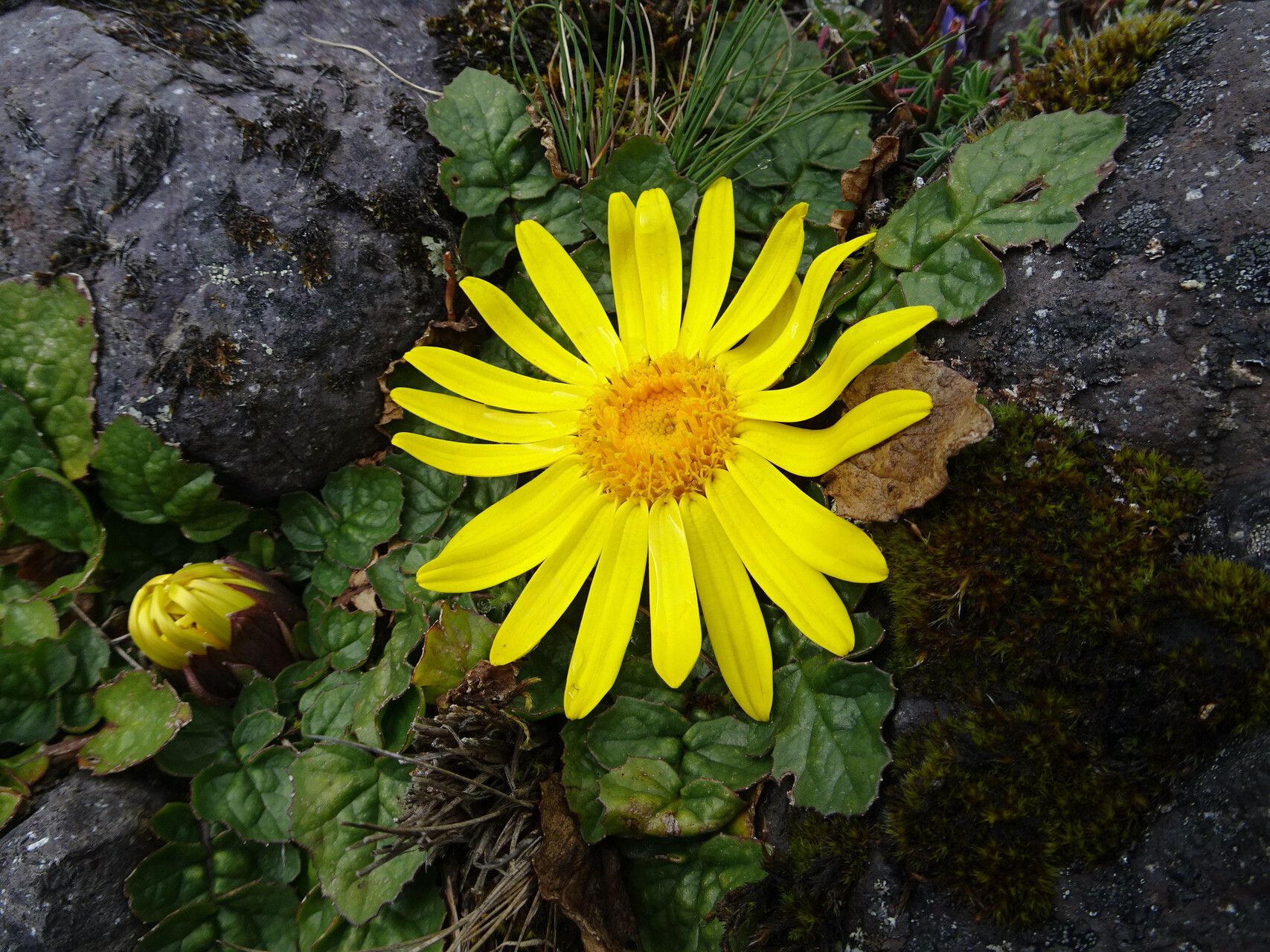 Senecio condimentarius flower