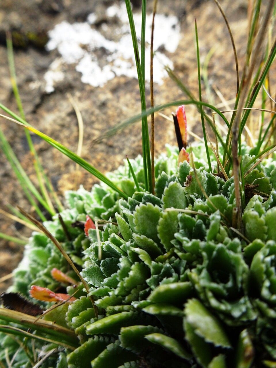 Saxifraga paniculata leaf